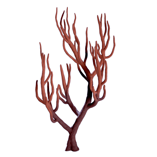 Branch Coral