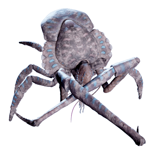 Dead Coral Crab