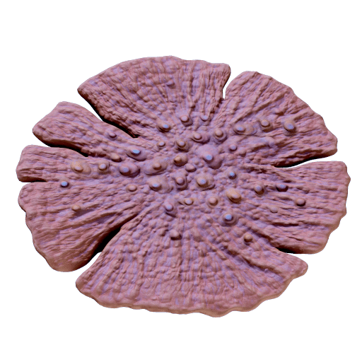 Dragon Scale Coral