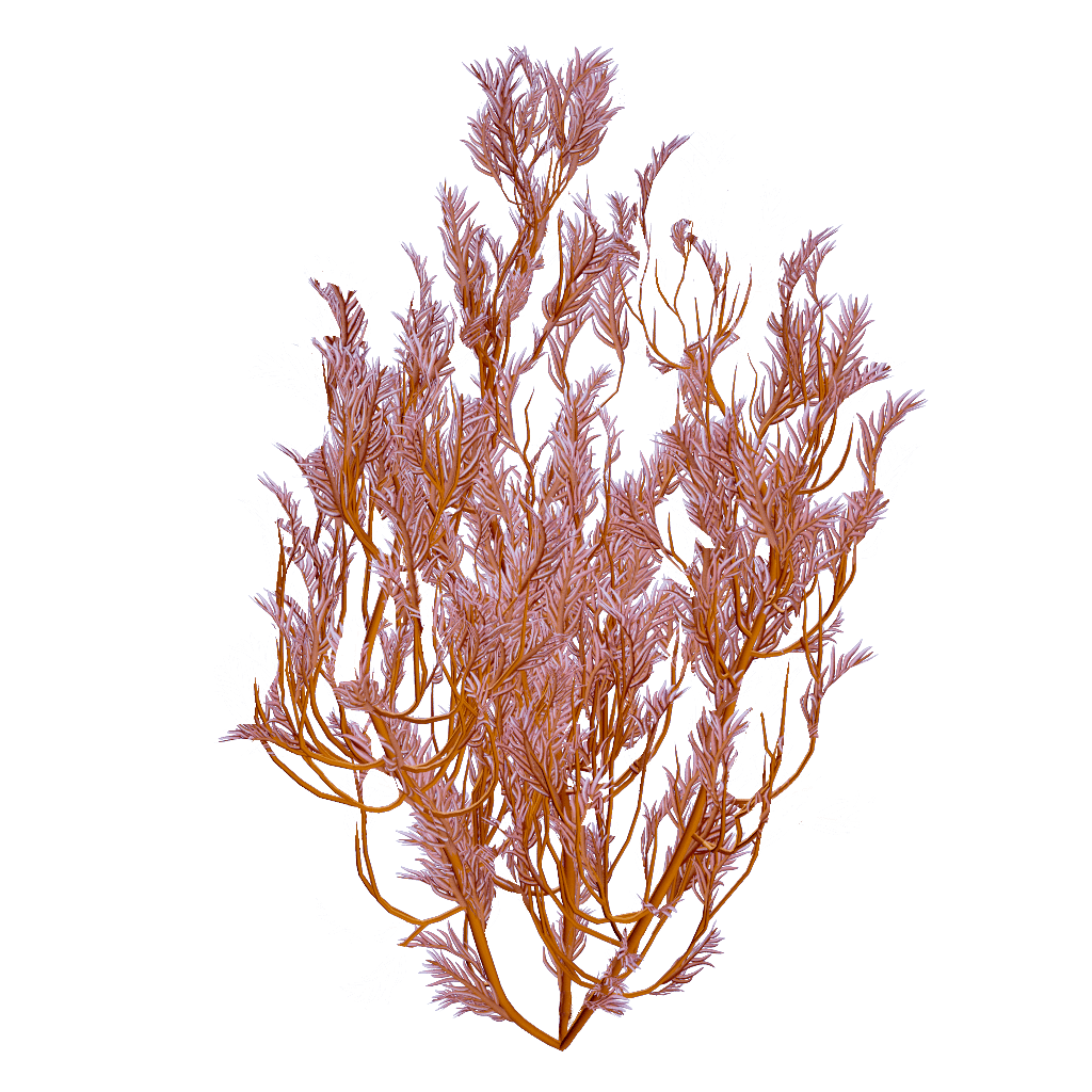Feather Kelp