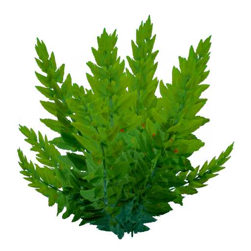 Fern Kelp