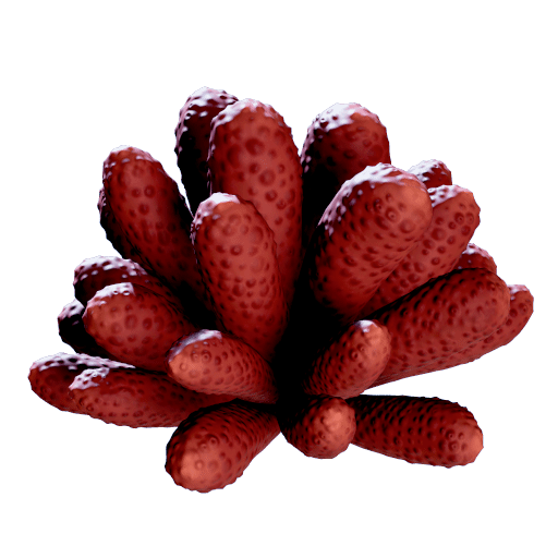 Giant Shell Star Algae
