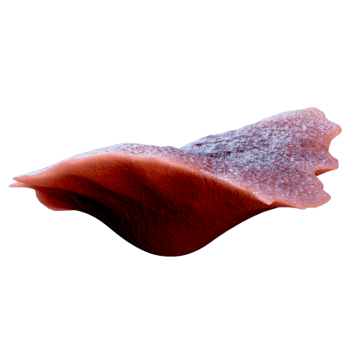 Heat Dissipate Coral