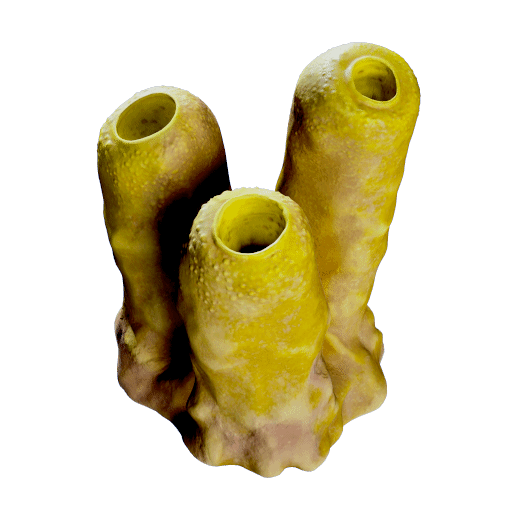 Jack Sponge