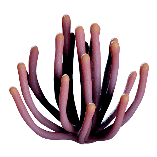 Monitor Sea Willow