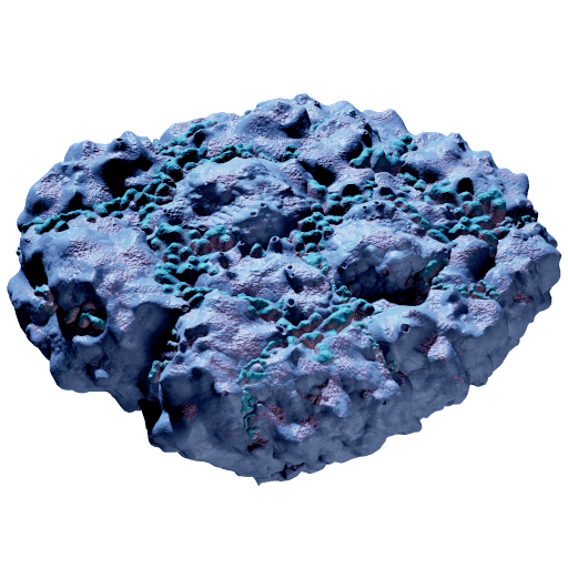 Stone Coral Sponge
