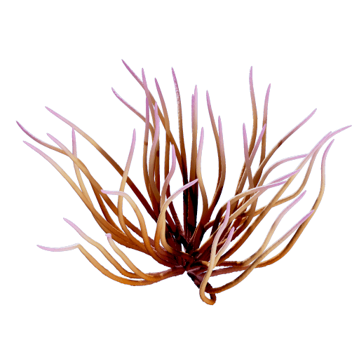 Whip Sea Willow