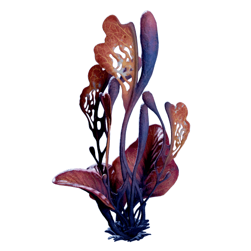 Wort Algae